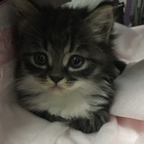 丸子