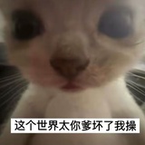桢榽