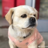 和平两只猹