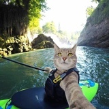 胡塞尔的猫