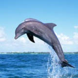 dolphin