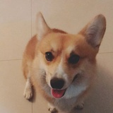 小椴