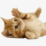 星星的猫