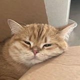 小猫佩奇