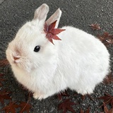 🐰🎀