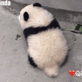 给我块糖