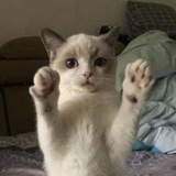 铲屎官～阿斌