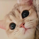 琪宝贝