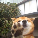易珏