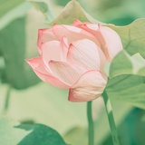 谙尔