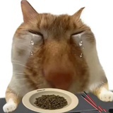 橙菌_