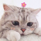 猫爪一定在上