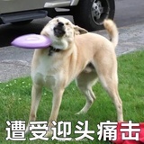 今今不计较了