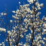 豆芽