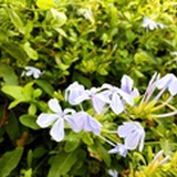 杨溦