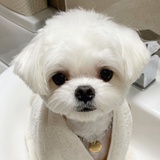美极鲜拥护者
