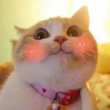 老非