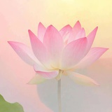 灿夏