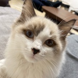 XIXISUKI