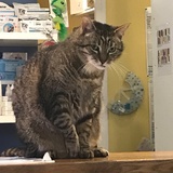 Marmott