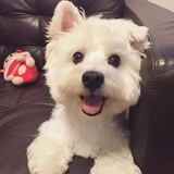 果果儿