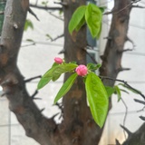 木夕