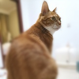 cici