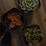 不做江湖骗子了