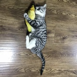 BO