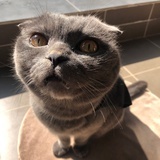 不二的桔子