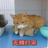 等栀子花开