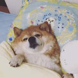 我不能再胖了