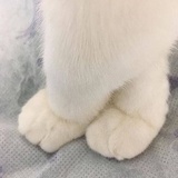 梦想是富婆