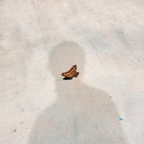 江椽