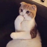 我正燃烧