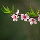 霅溪水寒清如许