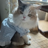 猫咪