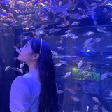 夏有乔木