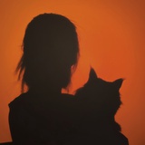 橘子两只猫