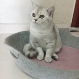 Neko酱