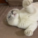虾仔