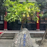 灵淑