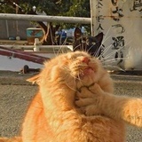 树里