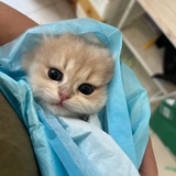 筱嫣