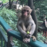 椰子🥥