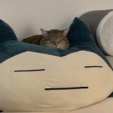 核包蛋