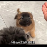 齐齐如意