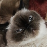 养猫的凳子