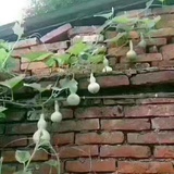 蚂蚱爷