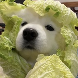 旺仔仔仔仔